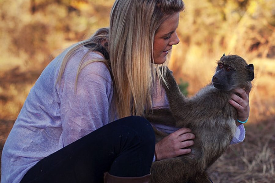 Look what an orphaned baby Baboon inspired!