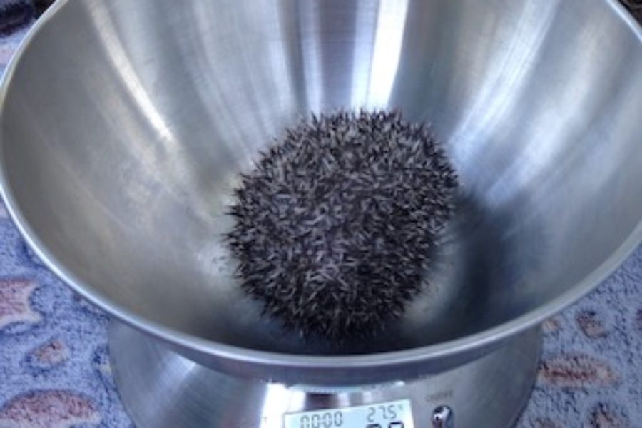 Hedgehog Release