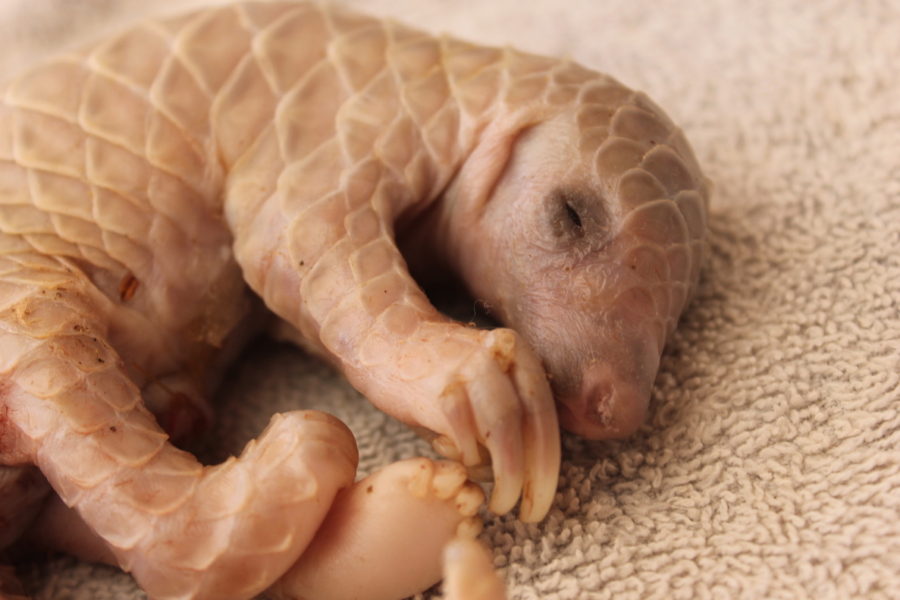 A Pangolins Tale ~ cradle to the grave